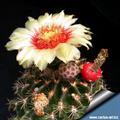 Hamatocactus Setispinus